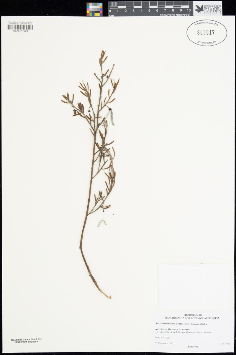 Acacia barbinervis subsp. borealis photo 5