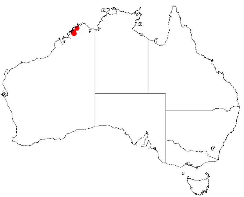 Acacia barrettiorum