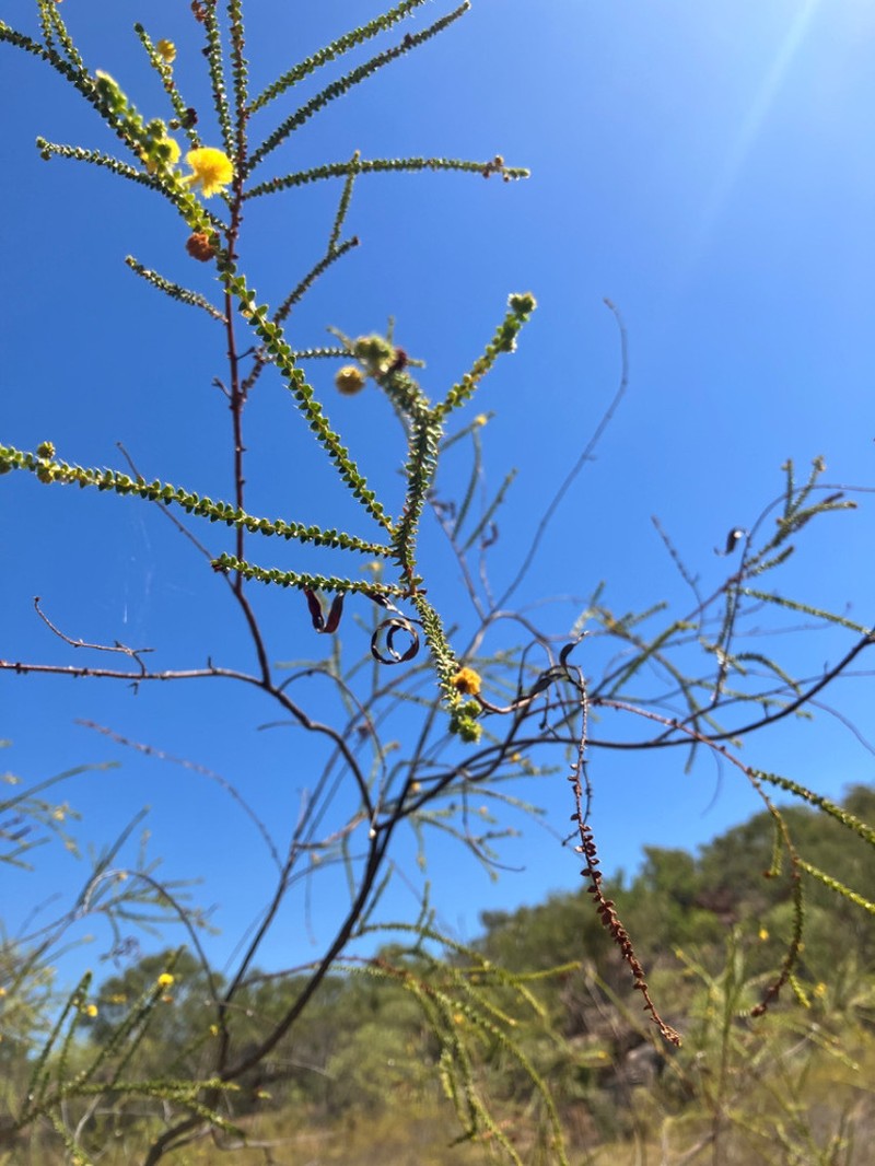 Acacia barrettiorum photo 2