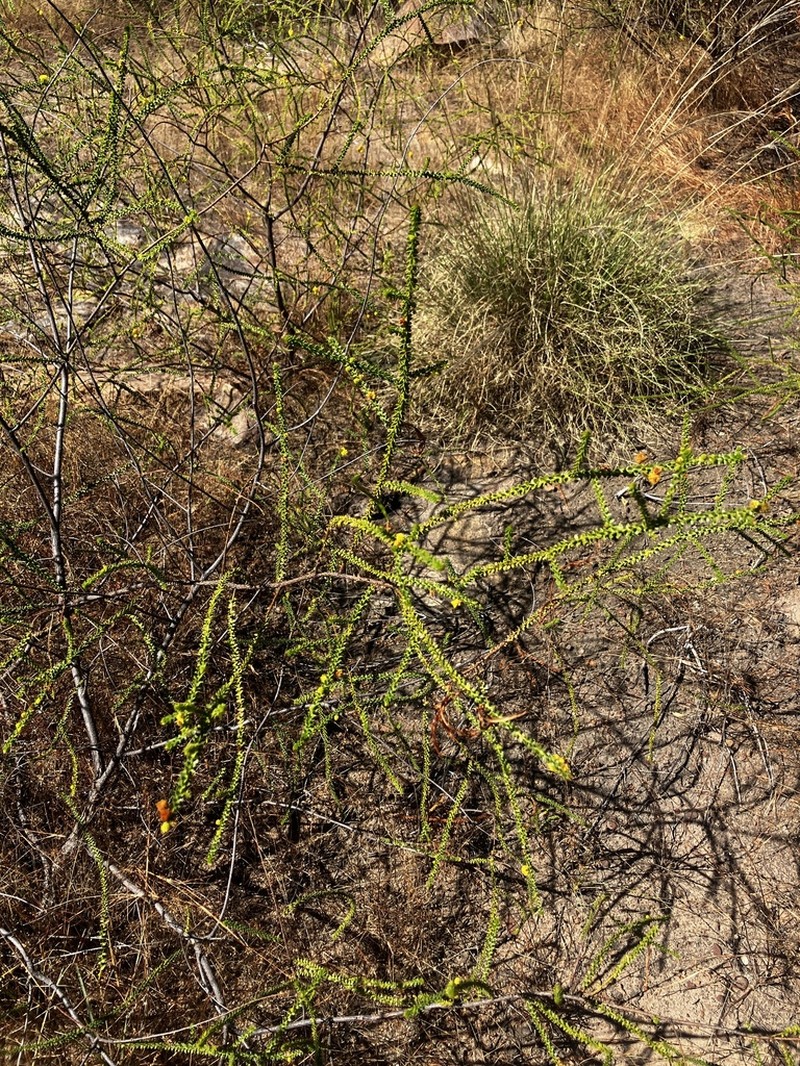 Acacia barrettiorum photo 3