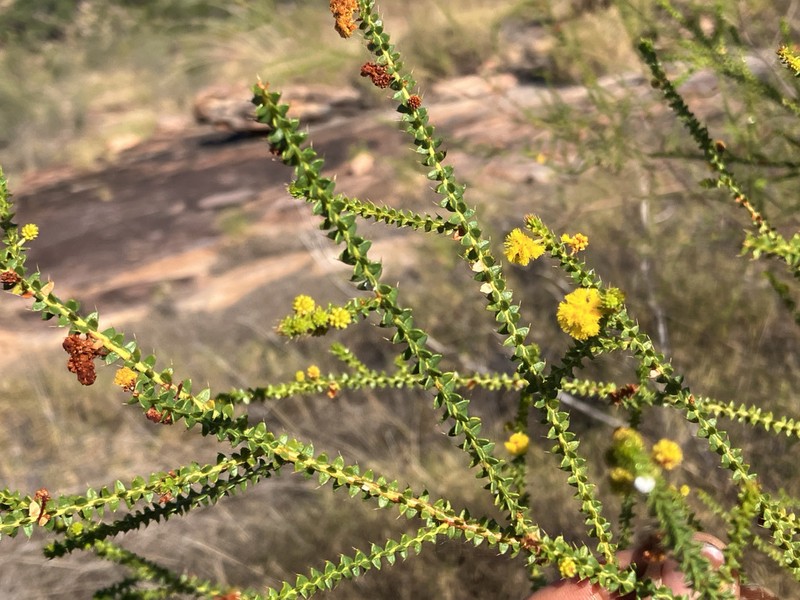 Acacia barrettiorum photo 4