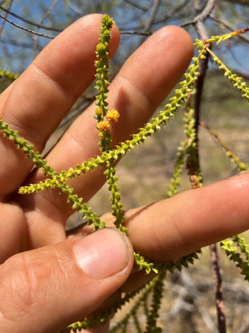 Acacia barrettiorum photo 5