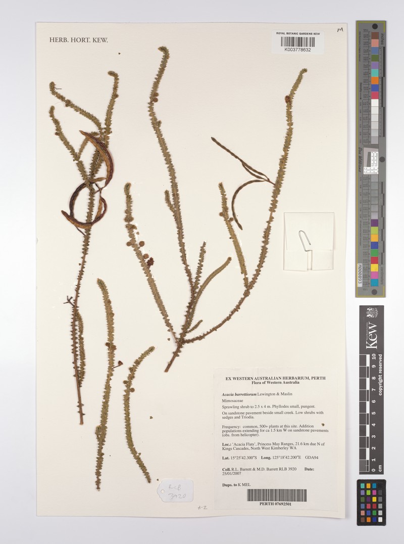 Acacia barrettiorum photo 6
