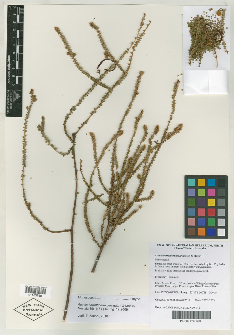 Acacia barrettiorum photo 7