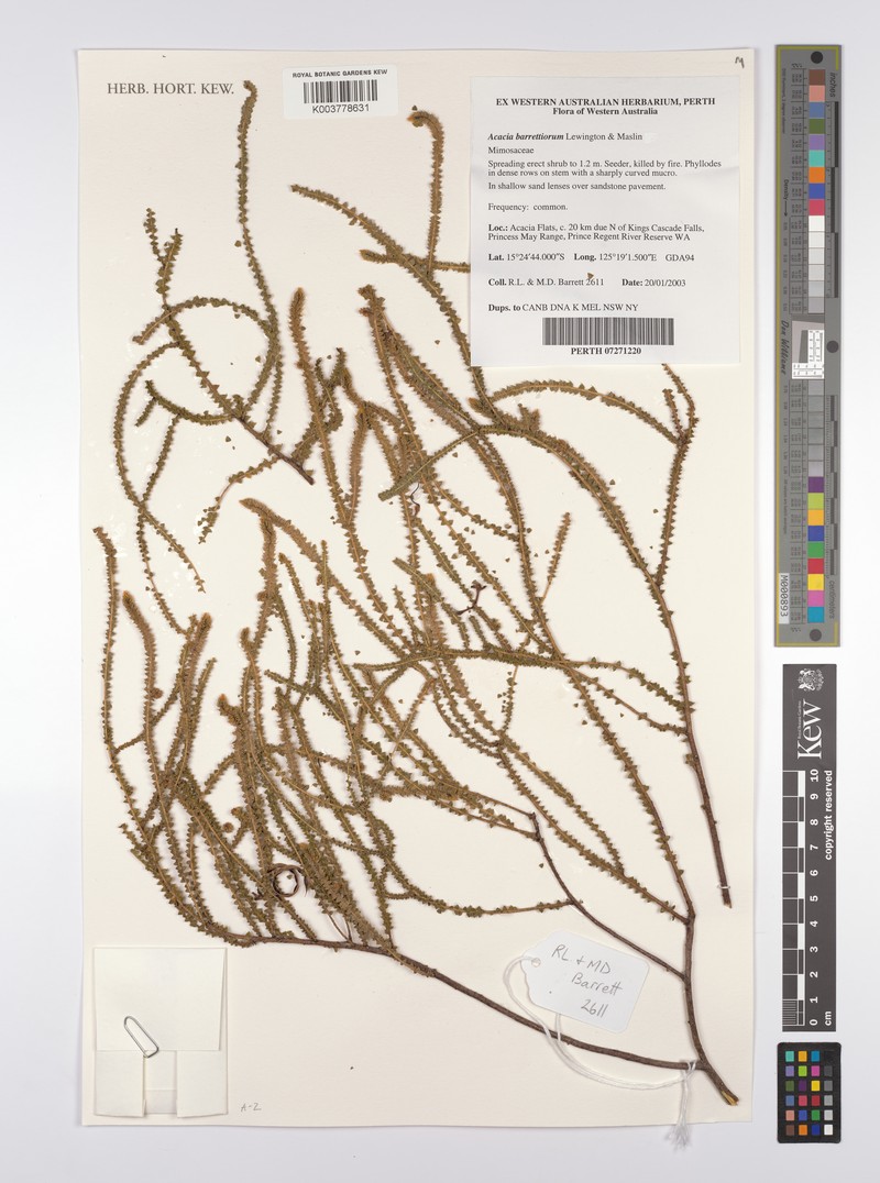 Acacia barrettiorum photo 8