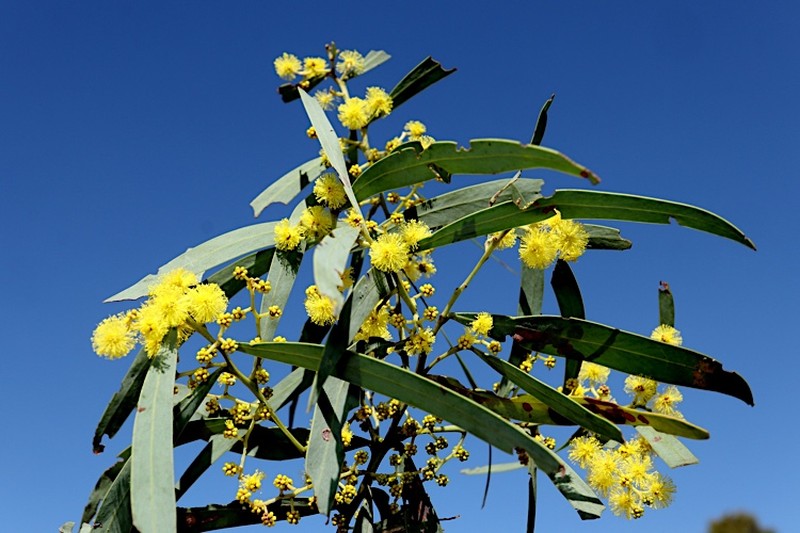 Acacia barringtonensis