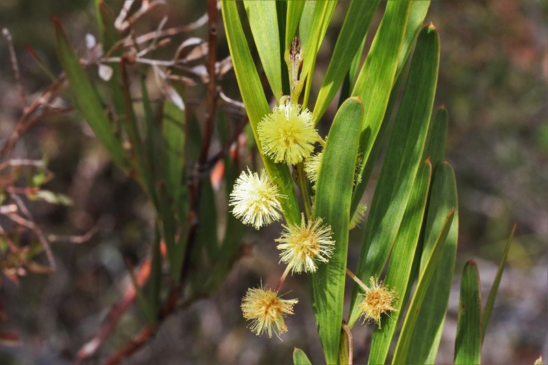 Acacia barringtonensis photo 2