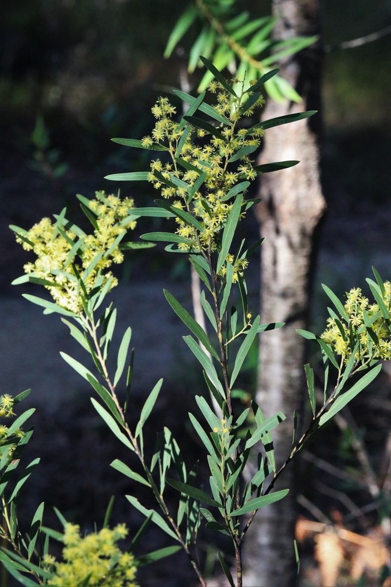Acacia barringtonensis photo 3