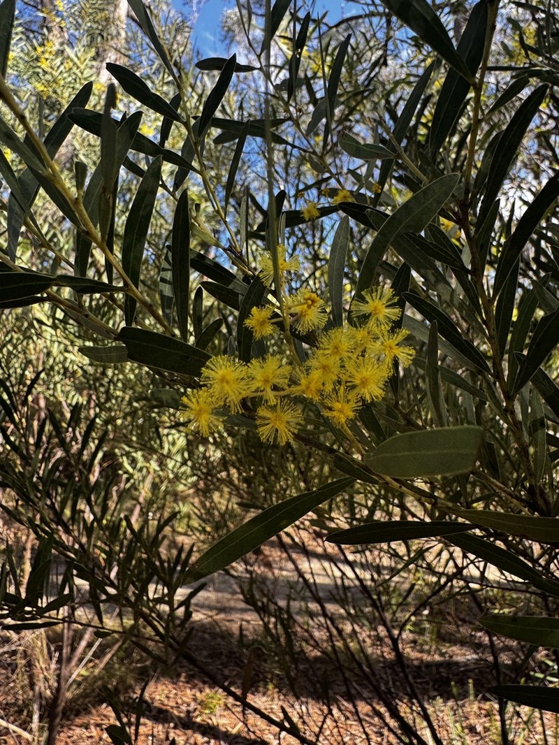 Acacia barringtonensis photo 4