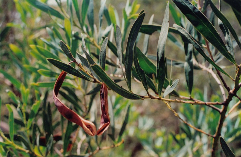 Acacia barringtonensis photo 5