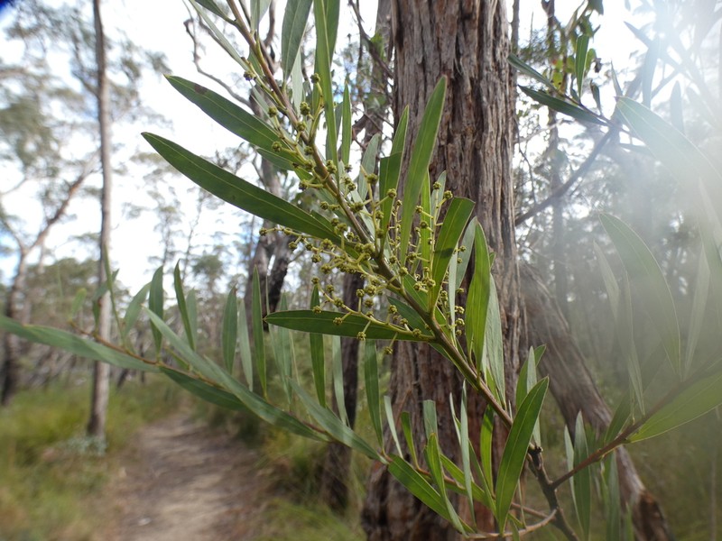 Acacia barringtonensis photo 6