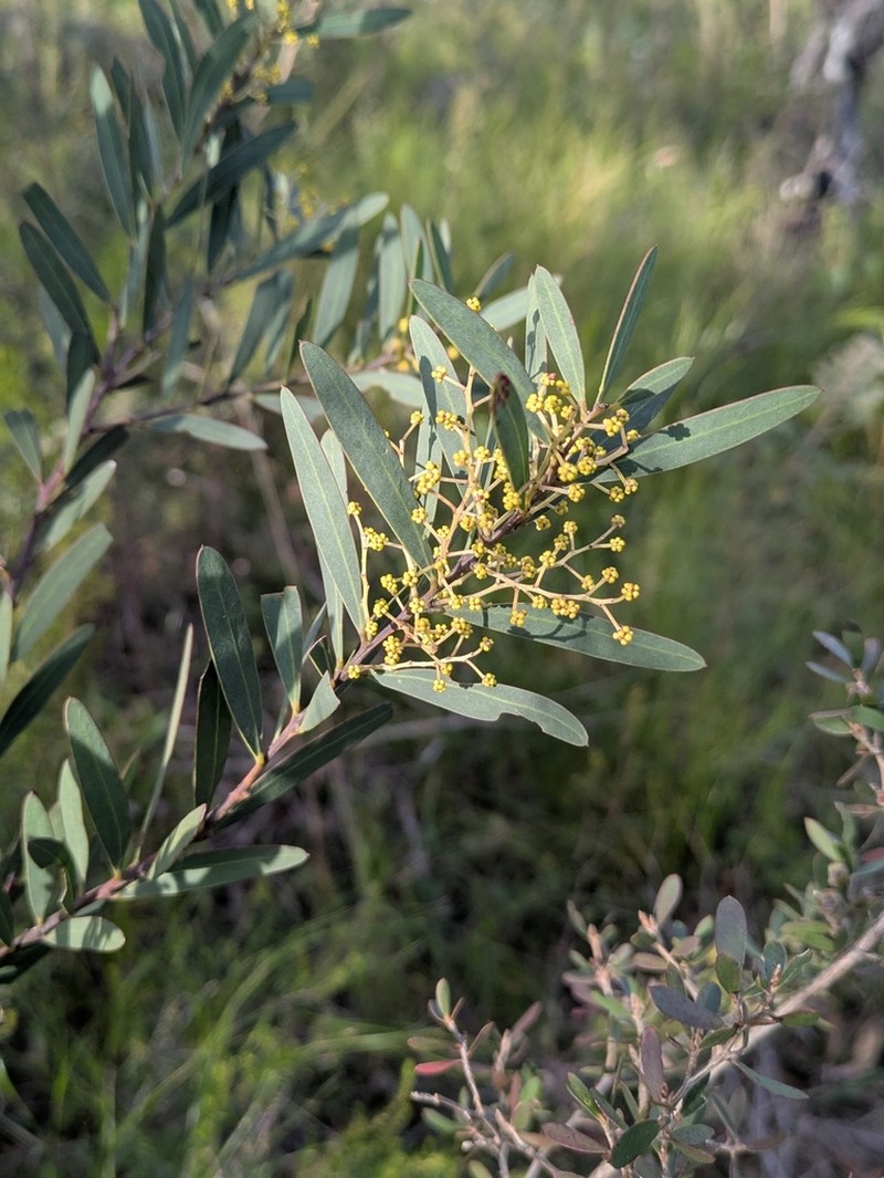 Acacia barringtonensis photo 7