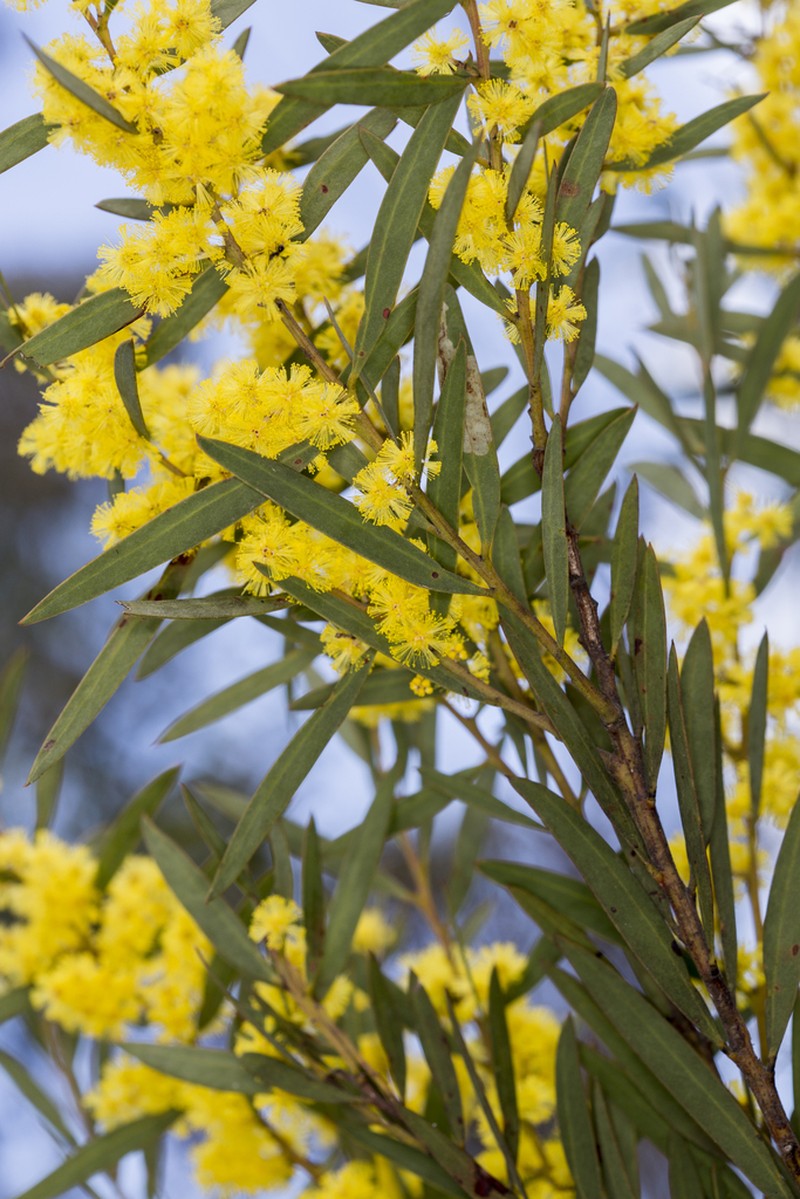 Acacia barringtonensis photo 8