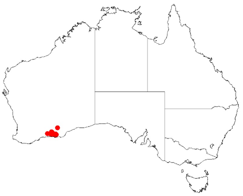 Acacia bartlei