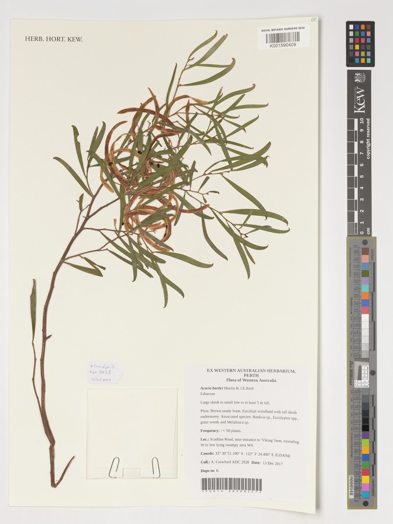 Acacia bartlei photo 2