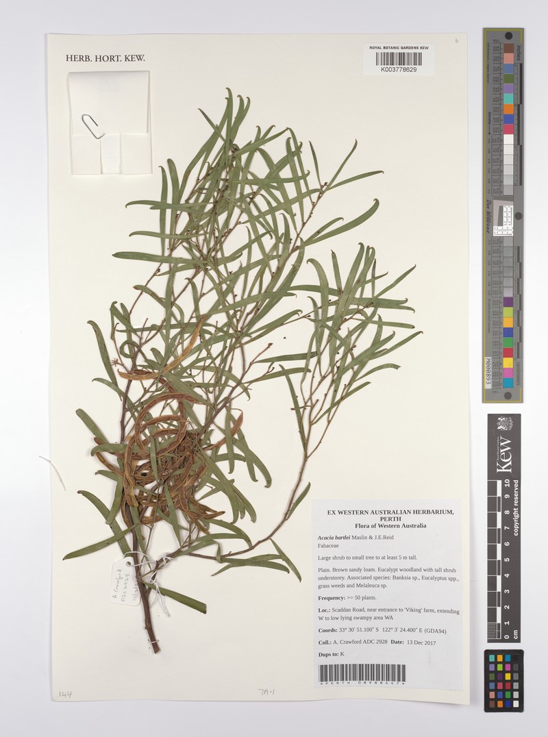 Acacia bartlei photo 3