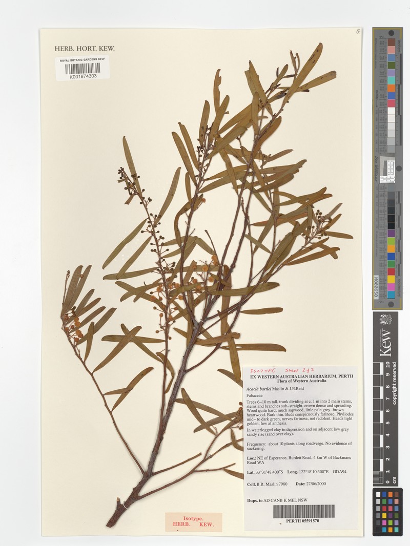 Acacia bartlei photo 4