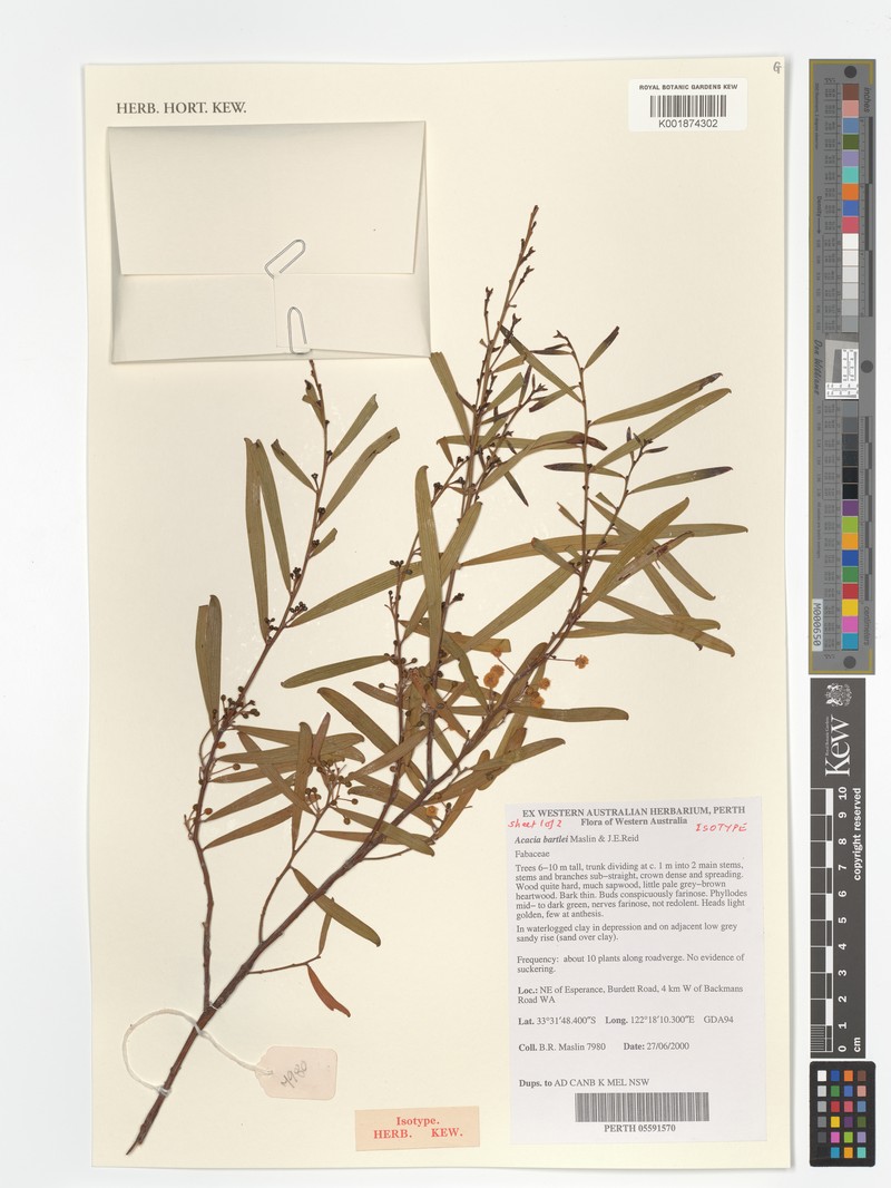 Acacia bartlei photo 5