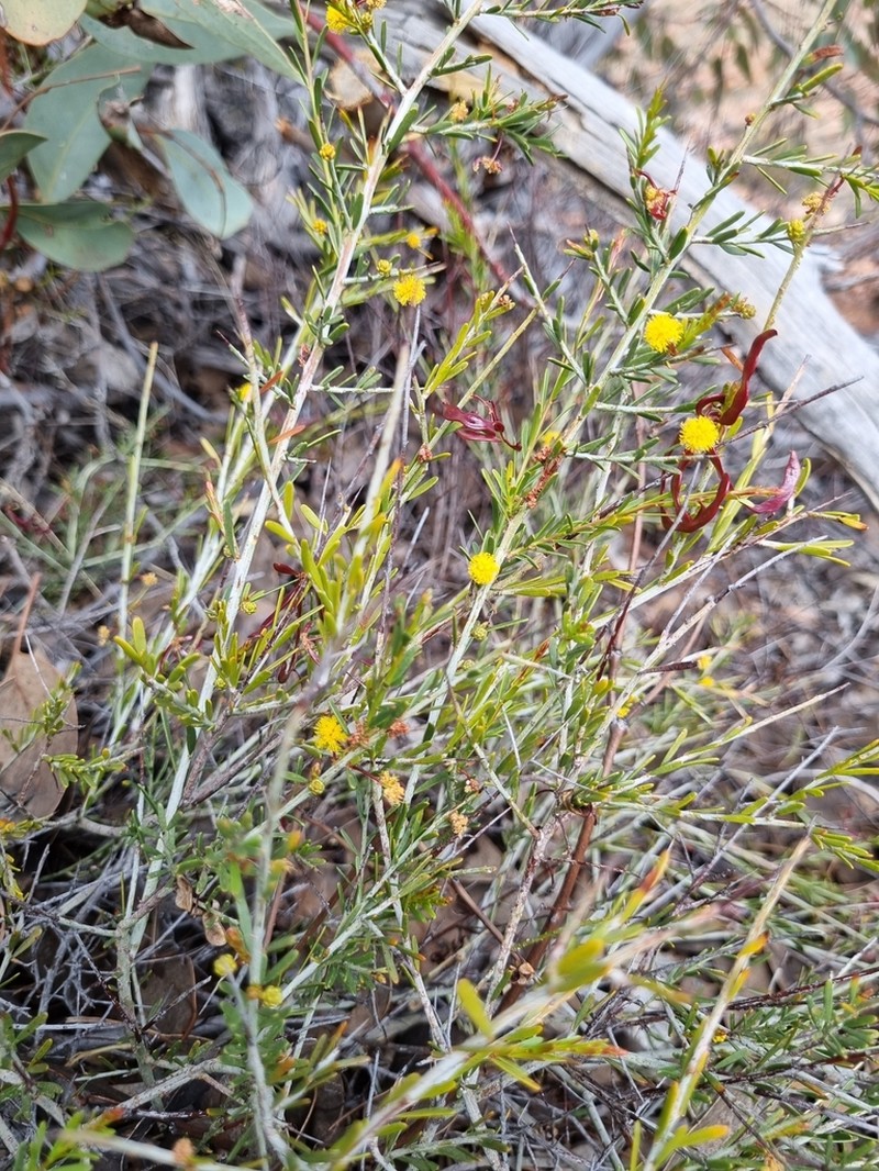 Acacia basedowii
