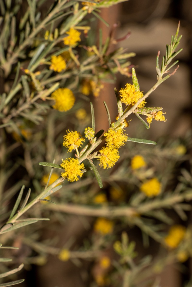 Acacia basedowii photo 4
