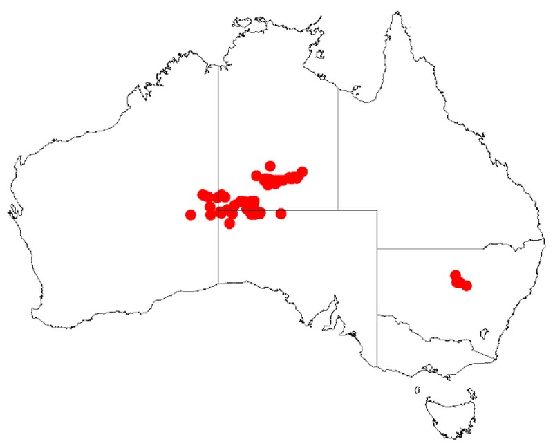 Acacia basedowii