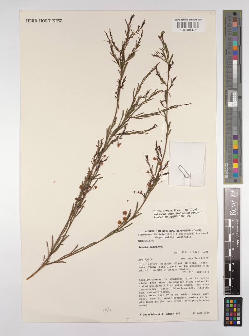 Acacia basedowii photo 2