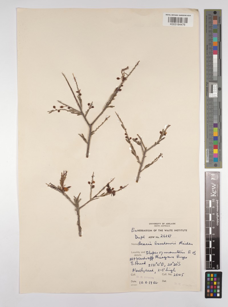 Acacia basedowii photo 3