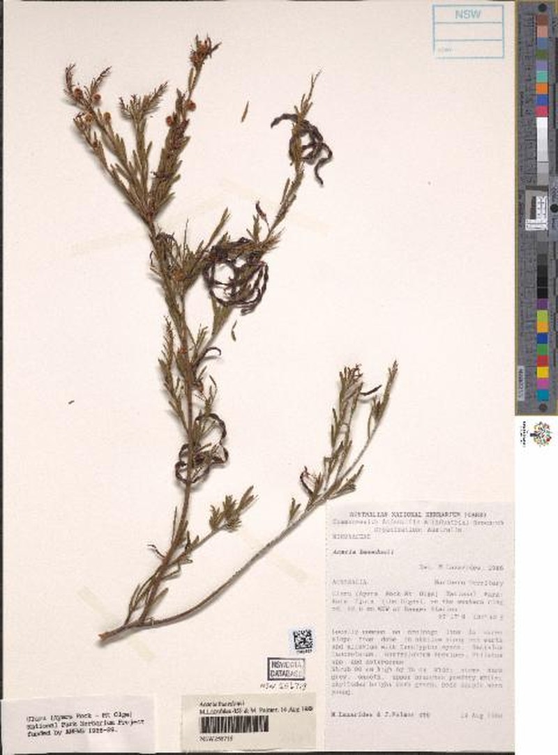 Acacia basedowii photo 4
