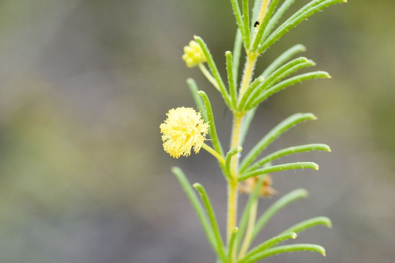 Acacia baueri