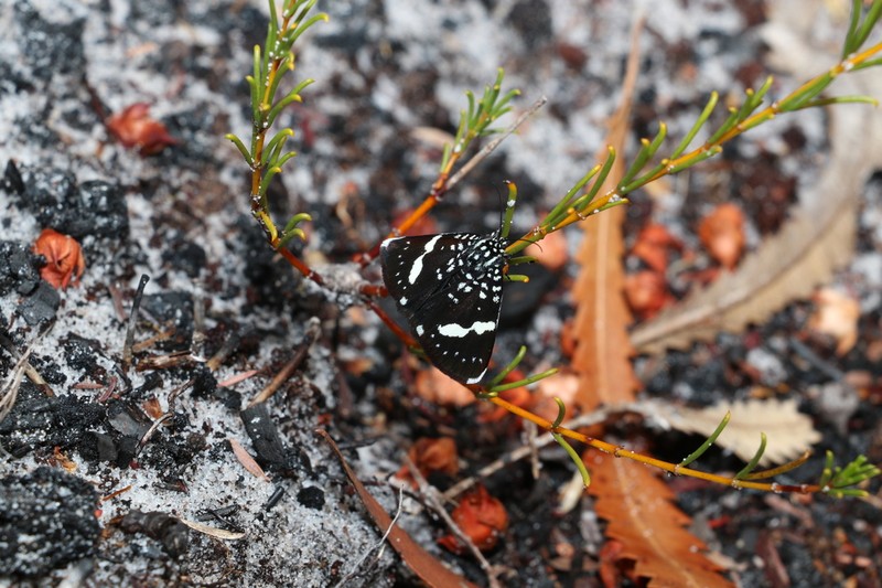 Acacia baueri photo 2