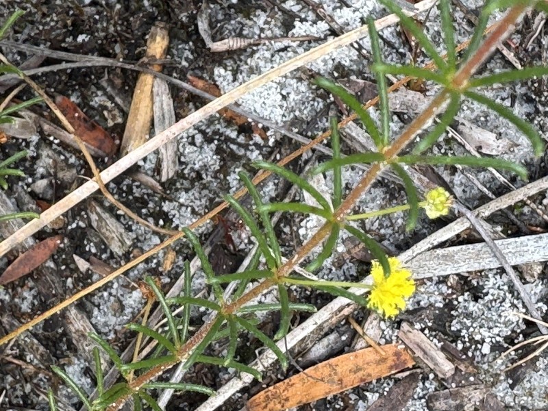 Acacia baueri photo 3