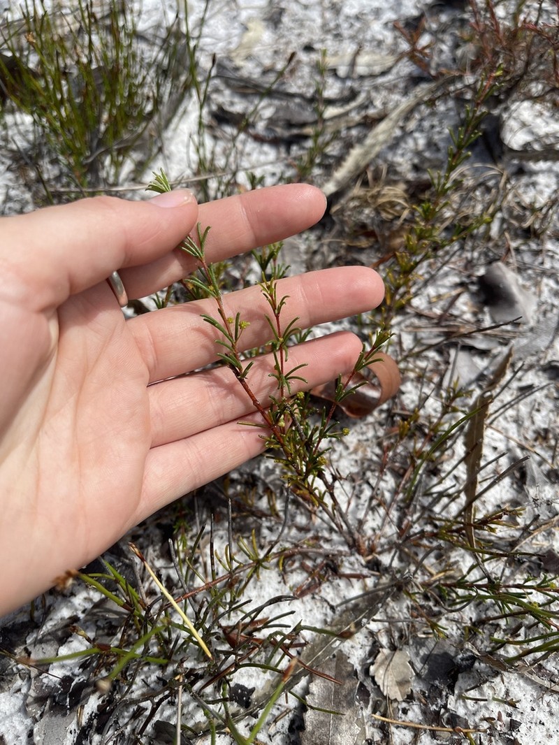 Acacia baueri photo 4