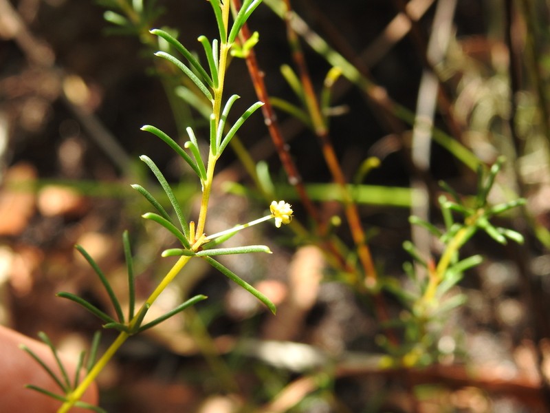 Acacia baueri photo 5