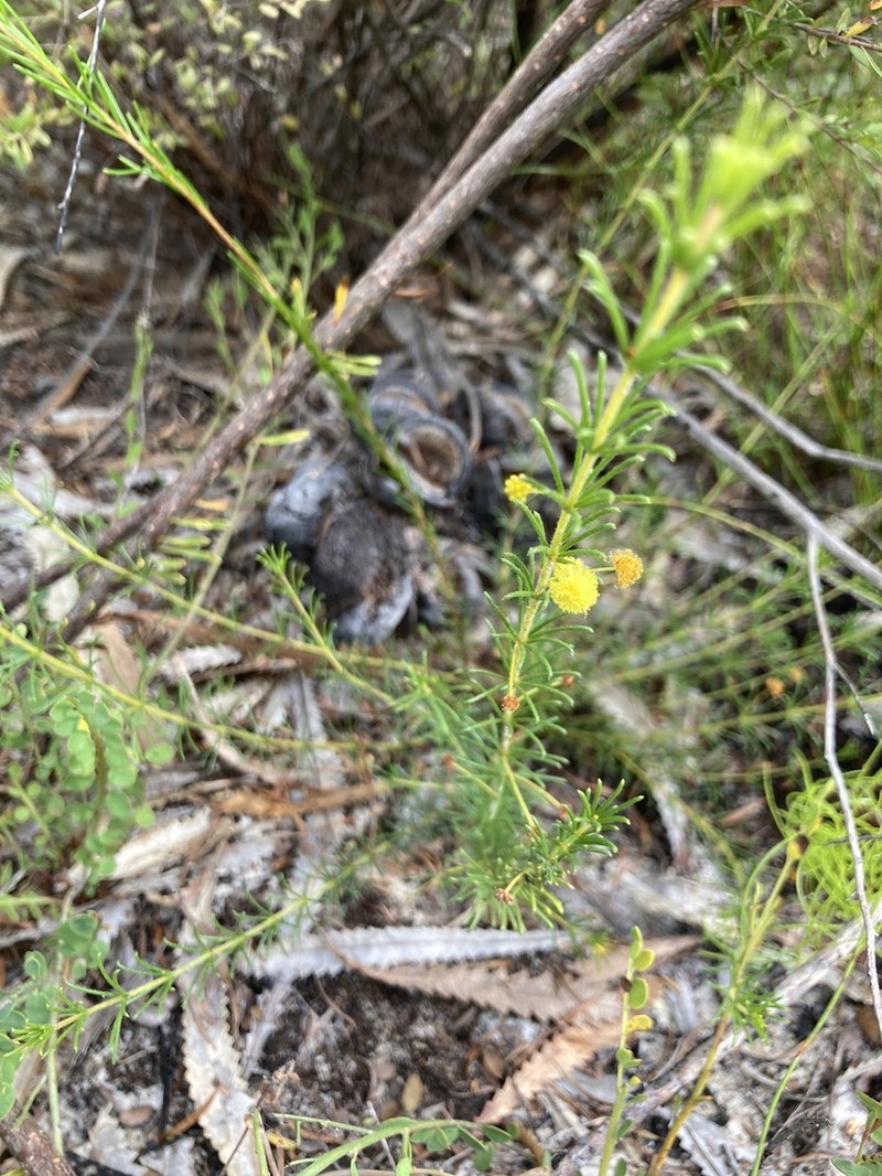 Acacia baueri photo 6