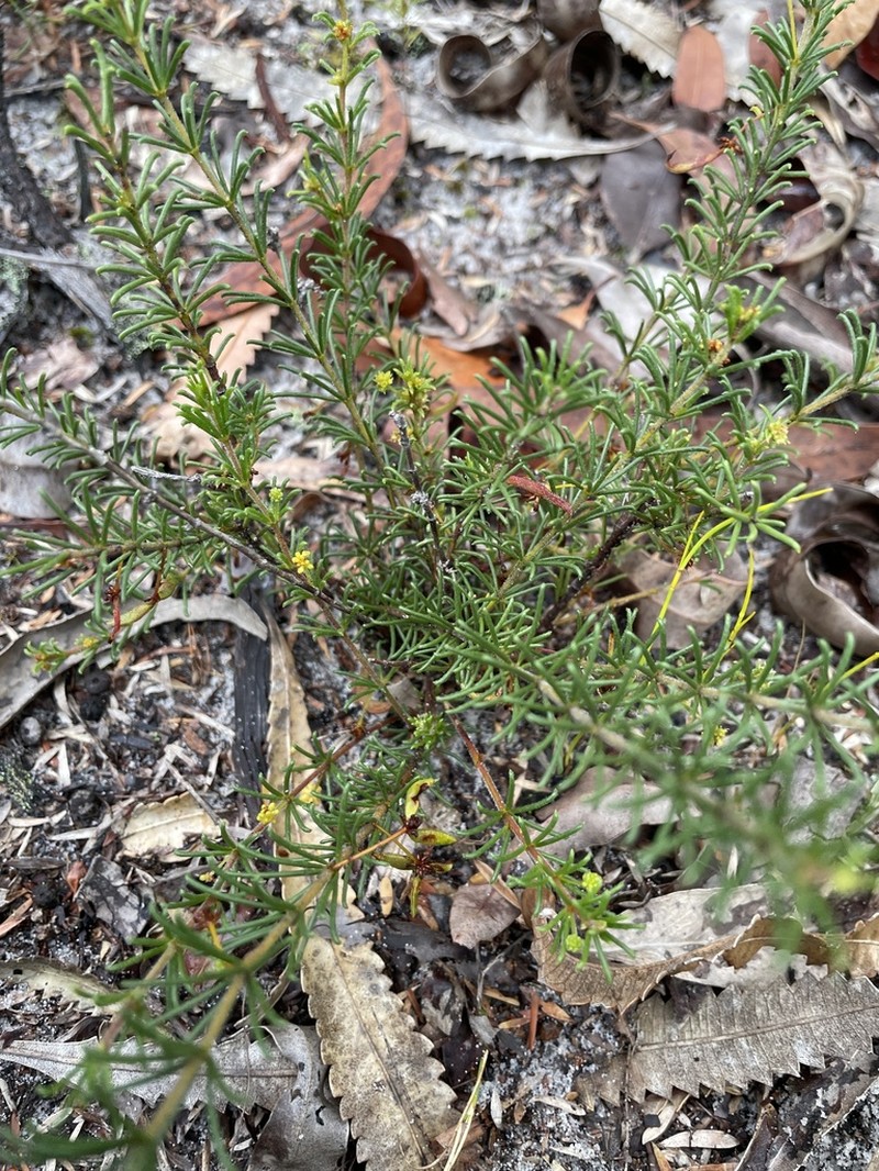 Acacia baueri photo 7