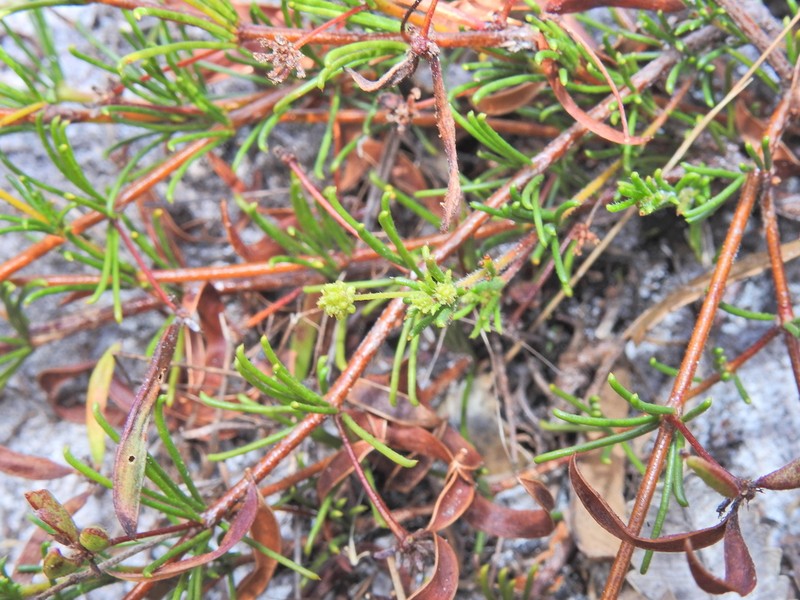 Acacia baueri photo 8