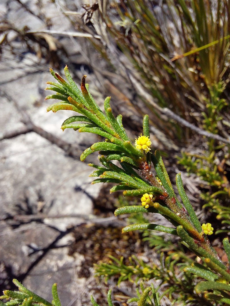 Acacia baueri subsp. aspera