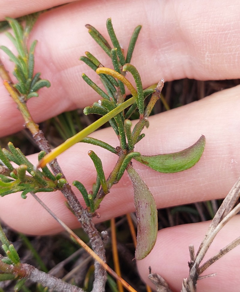 Acacia baueri subsp. aspera photo 2