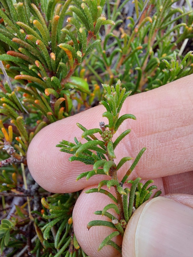 Acacia baueri subsp. aspera photo 3