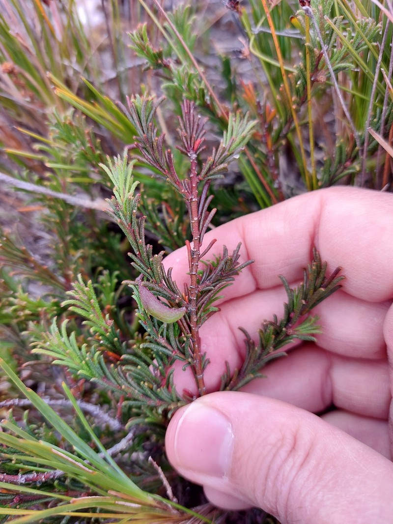Acacia baueri subsp. aspera photo 4
