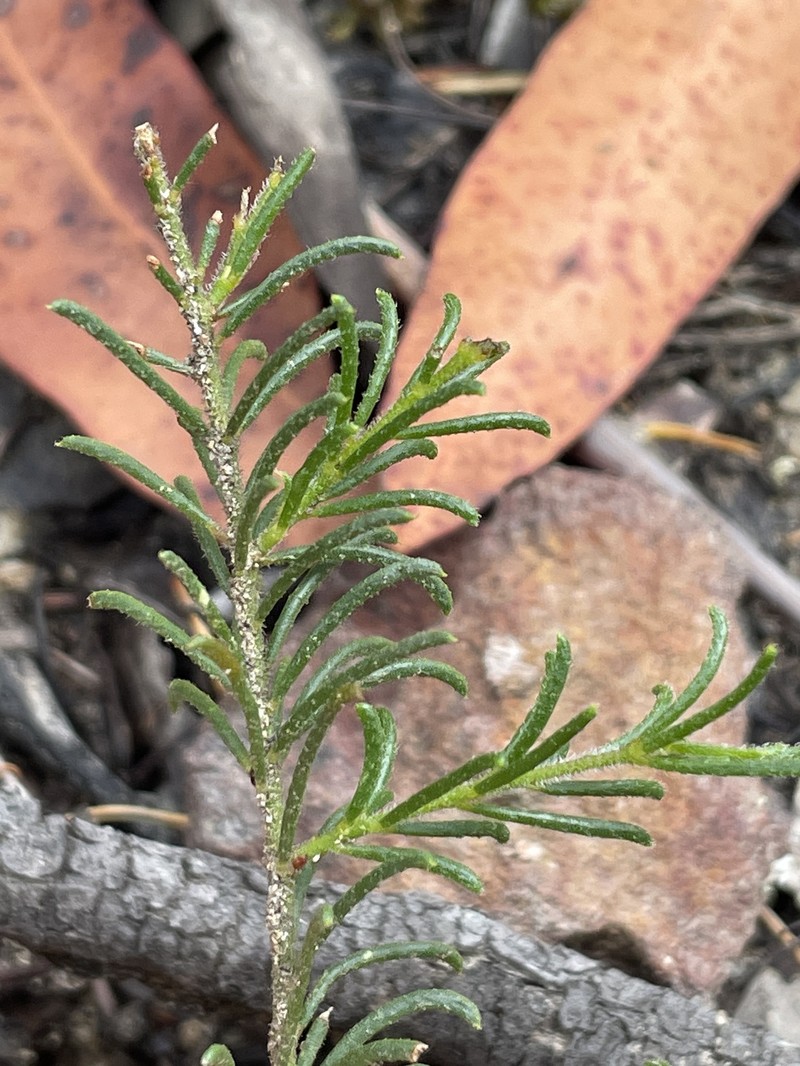 Acacia baueri subsp. aspera photo 5