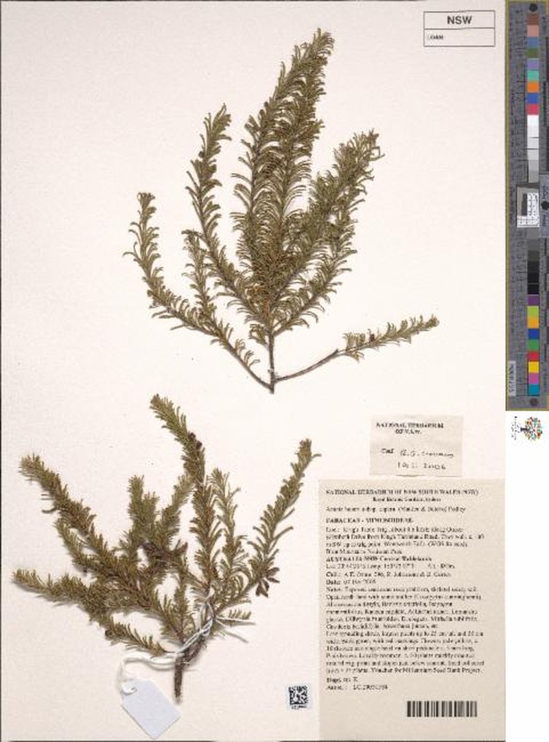 Acacia baueri subsp. aspera photo 6