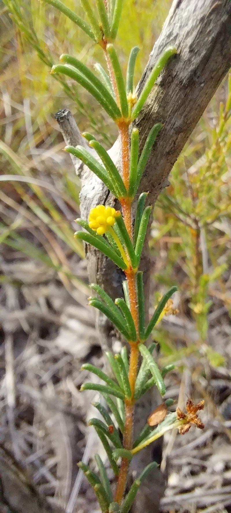 Acacia baueri subsp. baueri