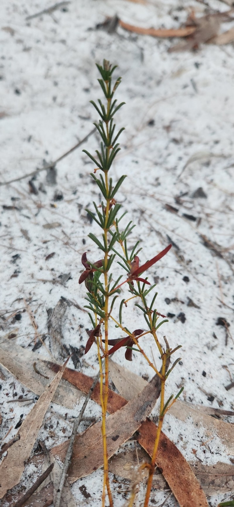 Acacia baueri subsp. baueri photo 2