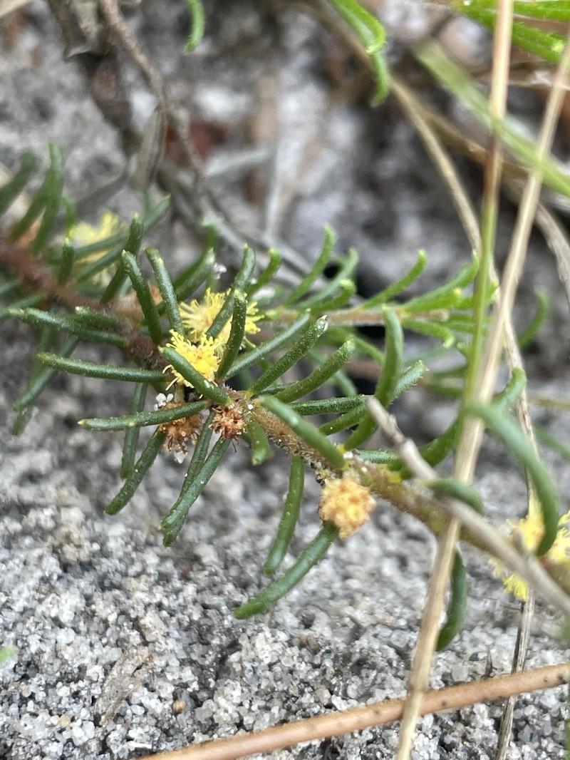 Acacia baueri subsp. baueri photo 3