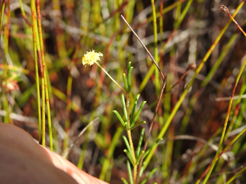 Acacia baueri subsp. baueri photo 4