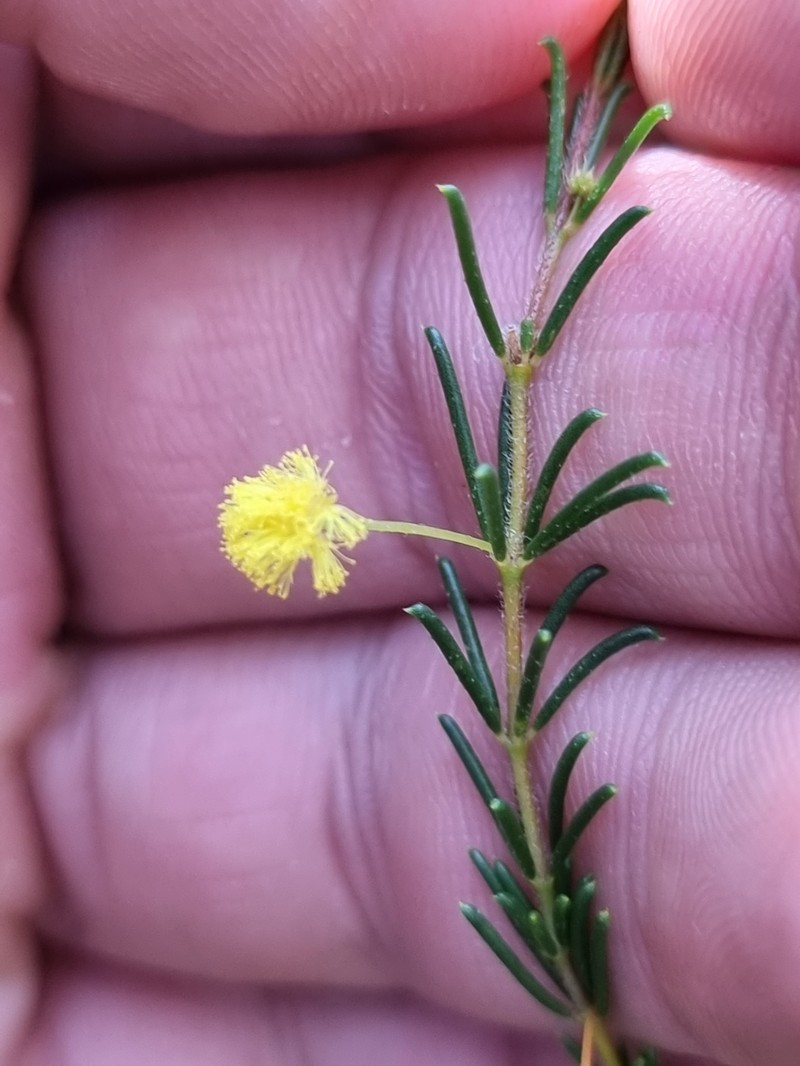Acacia baueri subsp. baueri photo 6