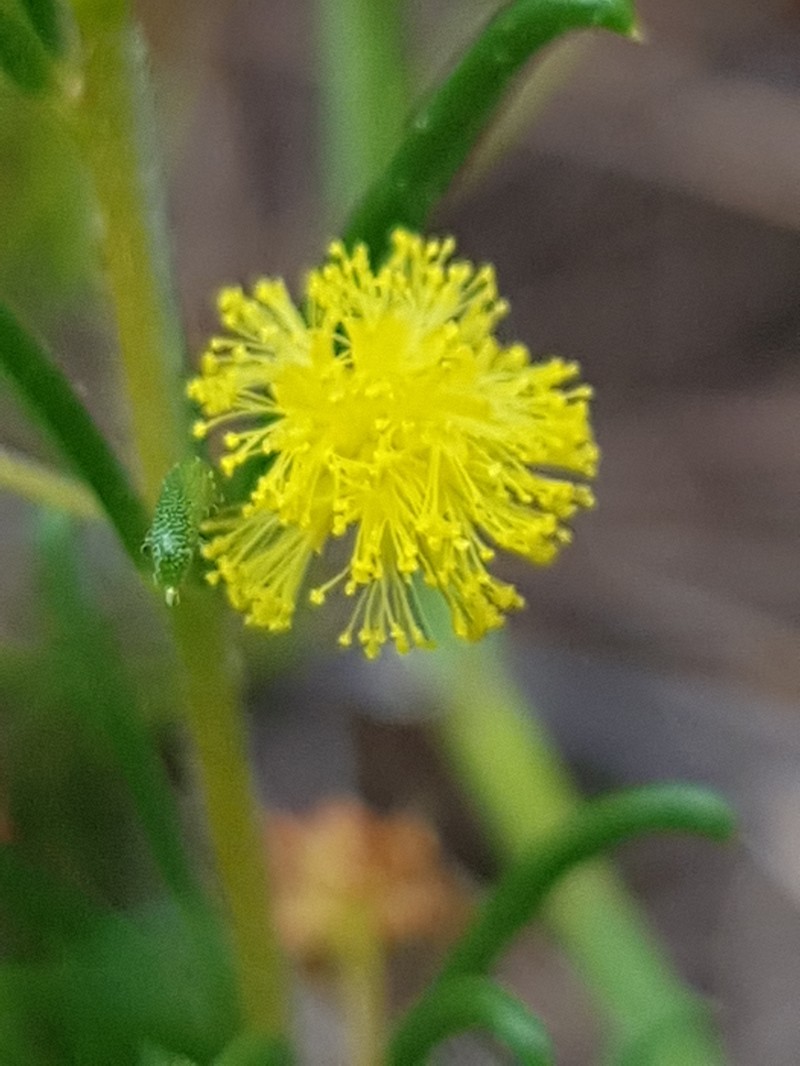 Acacia baueri subsp. baueri photo 7