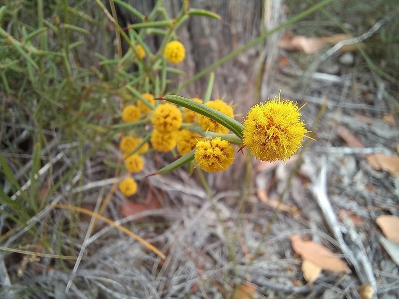 Acacia baxteri photo 2