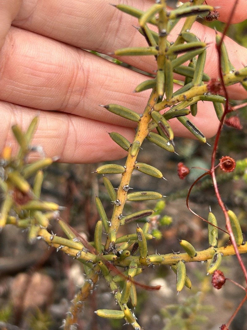Acacia baxteri photo 3